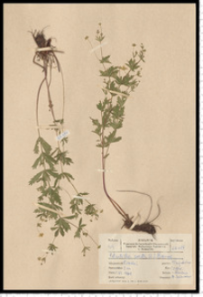 Potentilla erecta (L.) Raeusch.