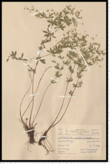 Potentilla erecta (L.) Raeusch.