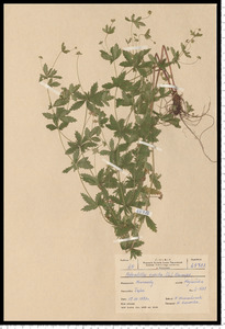 Potentilla erecta (L.) Raeusch.