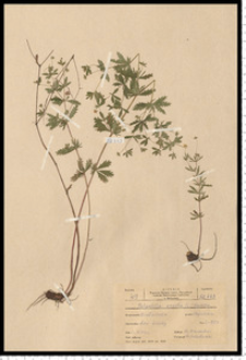 Potentilla erecta (L.) Raeusch.