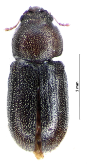 Cis comptus Gyllenhal, 1827