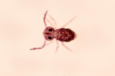 Dicyrtoma ornata