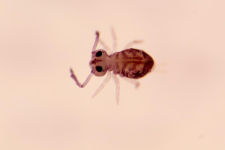 Dicyrtoma ornata