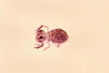 Dicyrtoma ornata