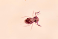 Dicyrtoma ornata