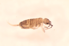 Entomobrya myrmecophila