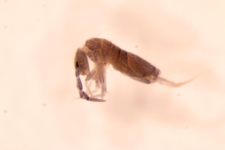 Entomobrya myrmecophila