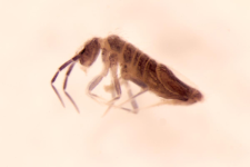 Entomobrya myrmecophila