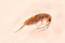 Entomobrya kanaba