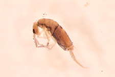 Entomobrya kanaba