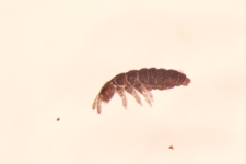 Hypogastrura sp.