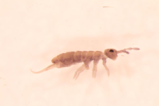 Isotomurus ciliatus