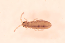 Isotomurus ciliatus