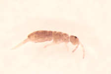 Isotomurus ciliatus