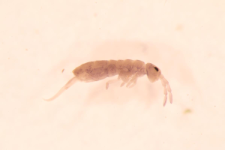 Isotomurus ciliatus