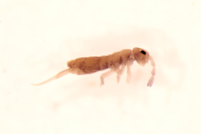 Isotomurus ciliatus