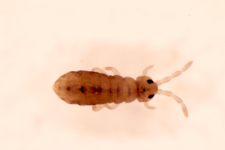 Isotomurus ciliatus