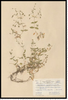 Myosoton aquaticum (L.) Moench