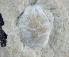 Goniodromites kubai