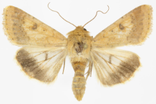 Helicoverpa armigera