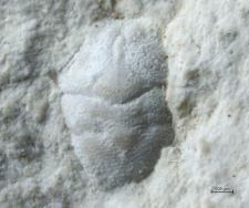 Goniodromites kubai