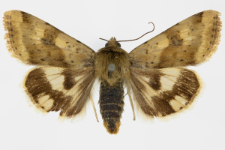 Heliothis adaucta