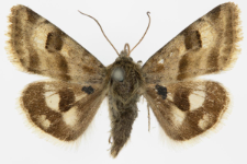 Heliothis ononis