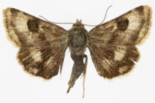 Heliothis ononis