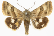 Heliothis ononis