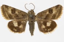 Heliothis ononis