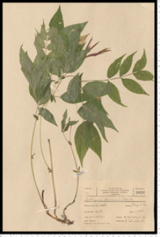 Lathyrus vernus (L.) Bernh.