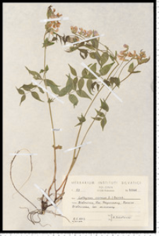 Lathyrus vernus (L.) Bernh.