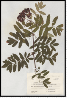 Sorbus aucuparia L. em. Hedl.