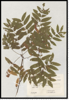 Sorbus aucuparia L. em. Hedl.