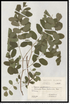 Robinia pseudoacacia L.