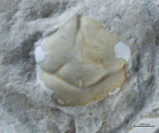 Tanidromites alexandrae