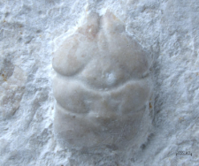 Tanidromites alexandrae