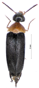 Mordellochroa abdominalis (Fabricius, 1775)
