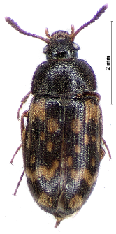 Mycetophagus atomarius (Fabricius, 1787