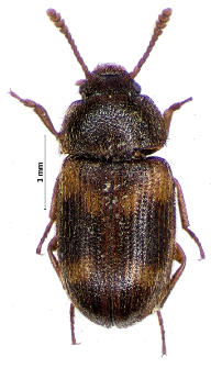 Mycetophagus quadriguttatus Ph. Müller, 1821