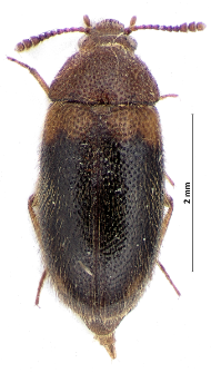 Triphyllus bicolor (Fabricius, 1792)