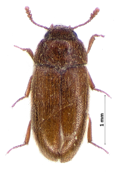 Typhaea stercorea (Linnaeus, 1758)