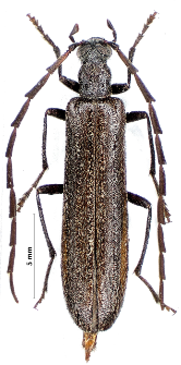 Calopus serraticornis (Linnaeus, 1758)