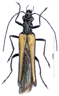 Oedemera femorata (Scopoli, 1763)