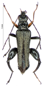 Oedemera flavipes (Fabricius, 1792)