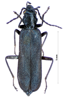 Oedemera virescens (Linnaeus, 1767)