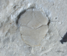 Tanidromites alexandrae