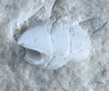 Goniodromites kubai