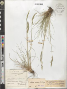 Festuca sulcata (Hack.) Nym.