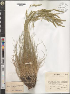 Festuca trachyphylla (Hack.) Krajina